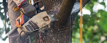 Edwardsville, IL Tree Services Company