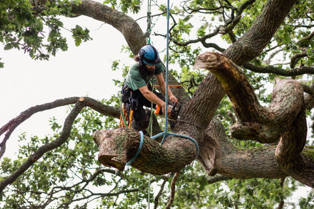 Tree and Shrub Care in Edwardsville, IL